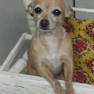 Meet your Posher, Pamela